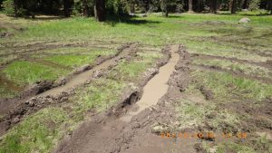 Damage done near Bell Meadow in the Stanislaus National Forest