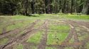 Damage done near Bell Meadow in the Stanislaus National Forest
