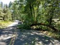 Photo taken by employee of Walker’s Sierra Plumbing whose truck just escaped being hit by the falling tree.