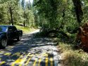 Photo taken by employee of Walker’s Sierra Plumbing whose truck just escaped being hit by the falling tree.