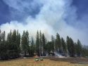 China Understory Project In Stanislaus National Forest