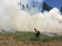 China Understory Project In Stanislaus National Forest