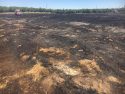 CAL Fire photo Ashes from a campfire not properly put out and sparked the Point Fire