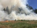 China Understory Project In Stanislaus National Forest