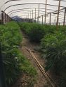 Grow bust on Old Gulch Road San Andreas July 9 2019