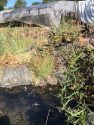 Grow bust on Old Gulch Road San Andreas July 9 2019