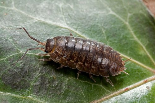 Roly-poly Bugs In Your Garden - myMotherLode.com