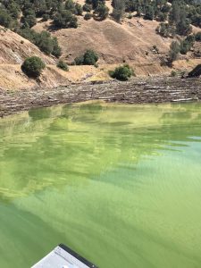 At the log-jam above New Melones Aug 1 2019
