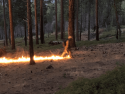 Bear Mountain Prescribed Burn