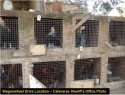 Chickens found at Copperopplis illegal pot grow