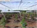 Illegal grow bust in Calaveras County