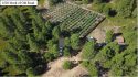 Illegal grow bust in Calaveras County
