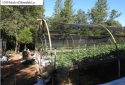 Illegal grow bust in Calaveras County