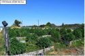 Illegal grow bust in Calaveras County