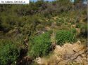Illegal grow bust in Calaveras County