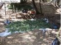 Illegal grow bust in Calaveras County