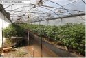 Illegal grow bust in Calaveras County