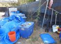 Illegal grow bust in Calaveras County