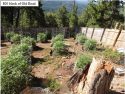 Illegal grow bust in Calaveras County