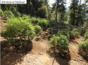 Illegal grow bust in Calaveras County