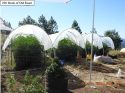Illegal grow bust in Calaveras County