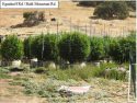 CCSO grow bust Bald Mtn and Eganoff roads Aug 2019