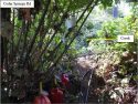 CCSO grow bust off Cedar Springs Road Aug 2019