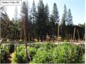 CCSO grow site bust on Hidden Valley Road Aug 2019