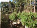 CCSO grow site bust on Hidden Valley Road Aug 2019