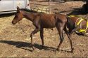 Emaciated Colt found at Burson property
