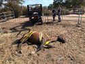 Mare unable to get up on her own