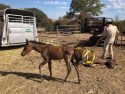 Mare unable to get up on her own and colt