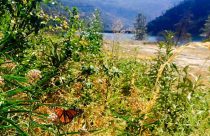 Monarch Butterfly at Yosemite