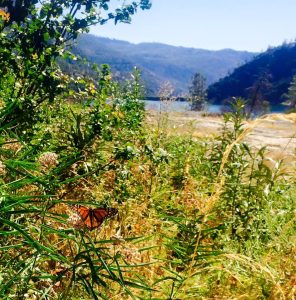 Monarch Butterfly at Yosemite
