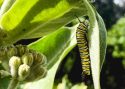 Monarch catepillar on milkweed stem