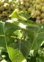 Monarch caterpillar eating milkweed leaf