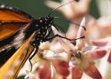 Monarch drinking milkweed flower nectar