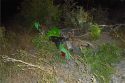 Motorcycle left behind by the suspect after chase