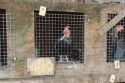 Rooster found at the illegal grow in Copperopolis