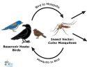West Nile Virus, birds and mosquitoes relation