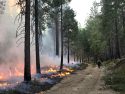 Bear Mountain prescribed fire conducted on Groveland Ranger District