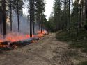 Prescribed Burning