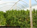 CCSO Hubbard Rd Sheep Ranch Grow Bust Sept 5 2019