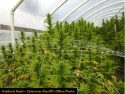 CCSO Hubbard Rd Sheep Ranch Grow Bust Sept 5 2019