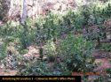 Grow Bust Armstrong Rd more plants CCSO Sept 2019
