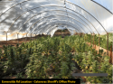 Grow Bust Esmerelda Road Sept 24 2019 CCSO Photo