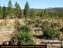 Grow Bust Esmerelda Road Sept 24 2019 CCSO Photo