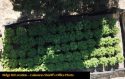 Grow Bust Ridge Rd aerial CCSO Photo Sept 2019