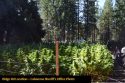 Grow Bust Ridge Rd outdoor grow CCSO photo Sept 2019