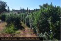 Grow Bust Swiss Ranch Rd hoop house bushes CCSO Sept 2019